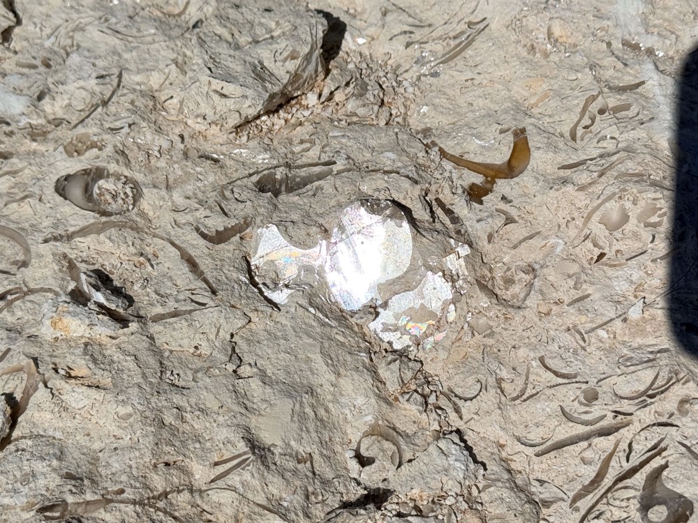 Iridescent crystallised shell within the stone