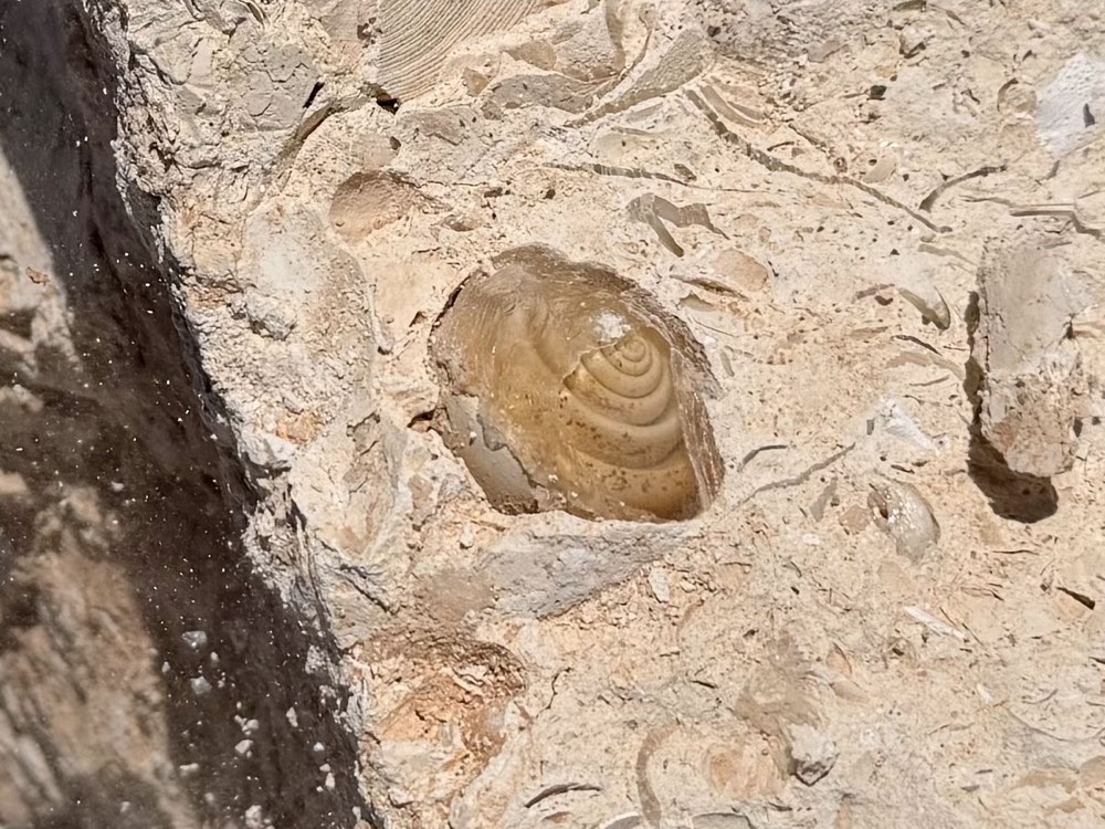 A fossil shell turned into transparent selenite