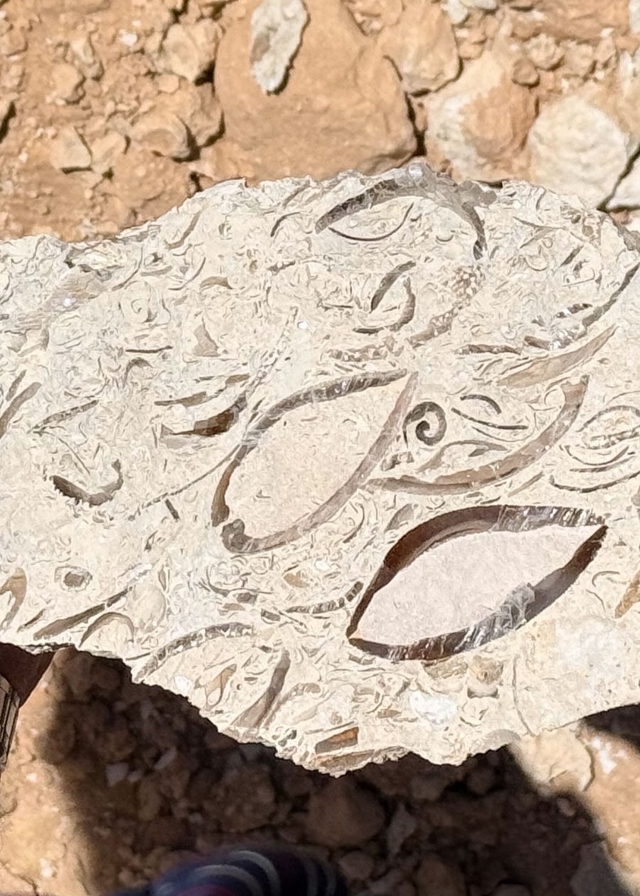 A cut piece of Desert Shell Crystal showing fossil shells
